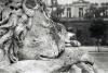 RATUSZ 0002B, the main square, town hall, lion, tower, krakow, old town, photography, black white, a