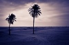 TUNISIA_2008_107, tunisia, travel, palm trees, landscape, desert, photography, duotone,