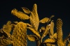 TUNISIA 2008 039, tunisia, travel, nature, prickly pear, opuntia mill, succulent, cactus, photograph