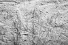 NATURE 0002, grass, wall, nature, photography, black white, B&W,