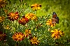 NATURA 0005, natura, przyroda,  kwiaty, motyl, rusałka pawik, pawie oczko, inachis io, fotografia, k