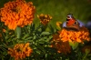 NATURA 0006, natura, przyroda,  kwiaty, motyl, rusałka pawik, pawie oczko, inachis io, fotografia, k