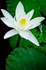 NATURA 0012, natura, przyroda, kwiat, grzybień, lilia wodna, nymphaea alba, nenufar, fotografia, kol