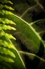 NATURE 0018, nature, plant, leaf, photography, color,