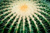 NATURA 0022, natura, przyroda,  roślina, sukulent, kaktus, fotografia, kolor,