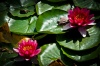 NATURA 0024, natura, przyroda, kwiat, grzybień, lilia wodna, nymphaea, nenufar, fotografia, kolor,