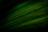 NATURE 0025, nature, plant, leaf, photography, color,