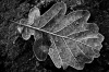 NATURA 0030, natura, przyroda,  roślina, liść, fotografia, czarno białe, B&W,