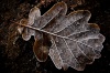 NATURE 0031, nature, plant, leaf, photography, sepia,