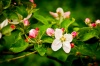 NATURA 0032, natura, przyroda, wiosna, kwiat, jabłoń, sad, roślina, liść, fotografia, kolor,