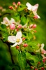 NATURA 0033, natura, przyroda, wiosna, kwiat, jabłoń, sad, roślina, liść, fotografia, kolor,