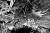 NATURE 0035, nature, stump, tree, photography, black white, B&W,