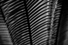 NATURE 0043, nature, plant, leaf, photography, black white, B&W,