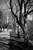 LANDSCAPE 0005, trees, avenue, light, shadow, concrete, landscape, photography, black white, B&W,