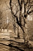 LANDSCAPE 0006, trees, avenue, light, shadow, concrete, landscape, photography, sepia,