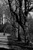 KRAJOBRAZ 0007, drzewa, aleja, światło, cień, beton, krajobraz, fotografia, czarno białe, B&W,