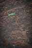 MARKA 0001, marka street, planty park, wall, board, brick, krakow, color, architecture,